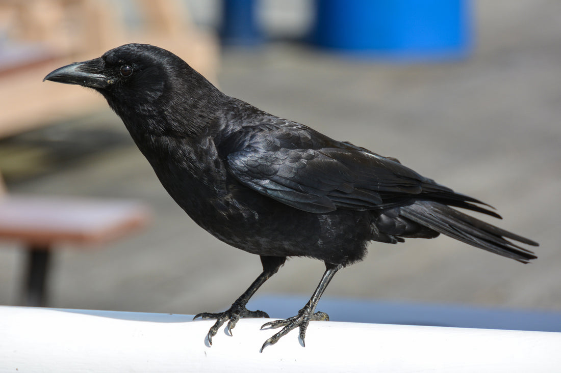 An American crow perched on a railing in the Pacific Northwest