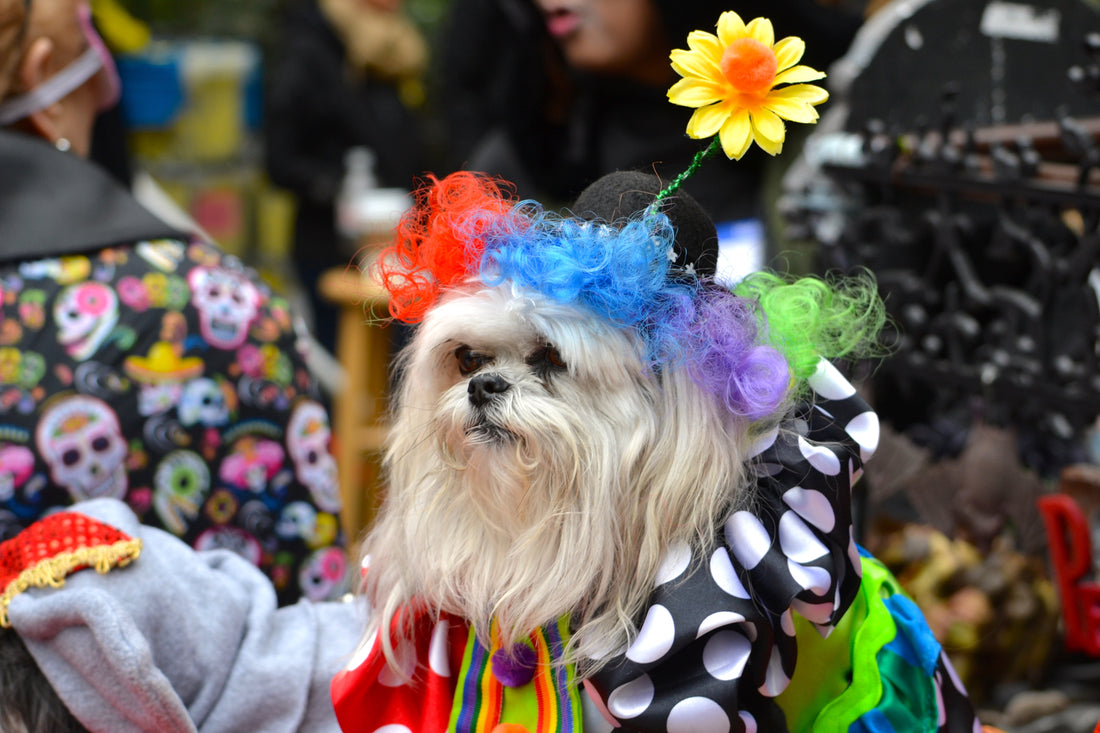 A dog dressed in a costume at a Halloween party