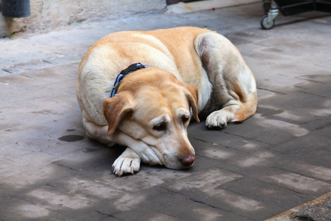 Senior dog resting comfortably
