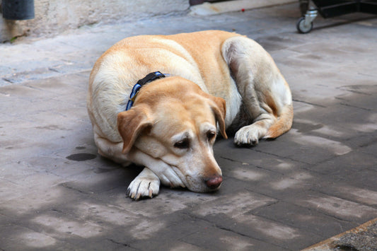 Senior dog resting comfortably
