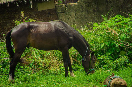Horse eating hay in a stable