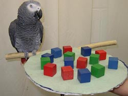 Alex the African Grey parrot