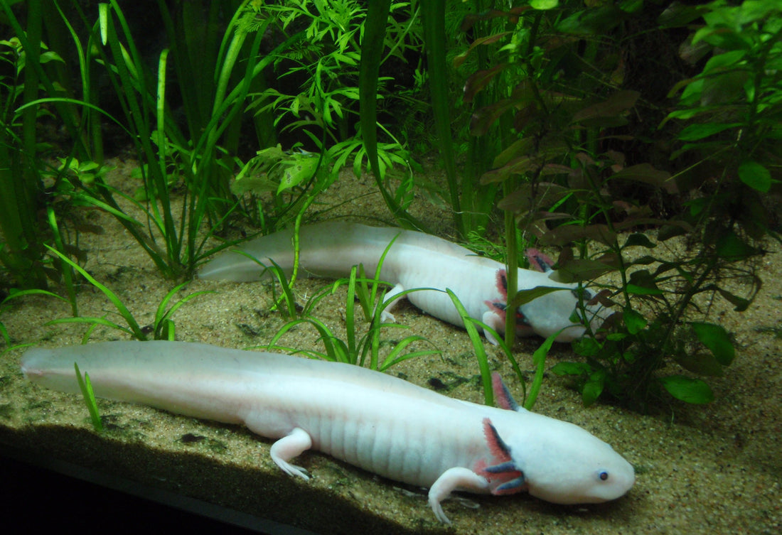 Two pale axolotls resting on gravel among aquarium plants