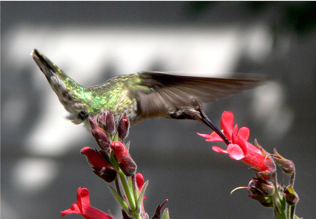 Female ruby-throated hummingbird with green back and pale throat