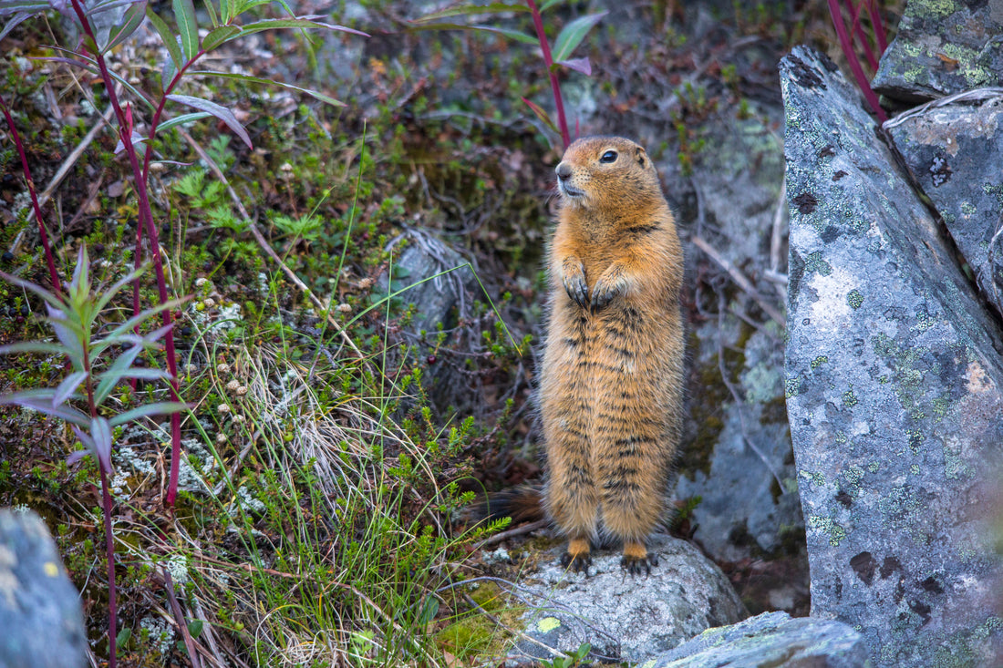 An Arctic ground squirrel standing upright among rocks