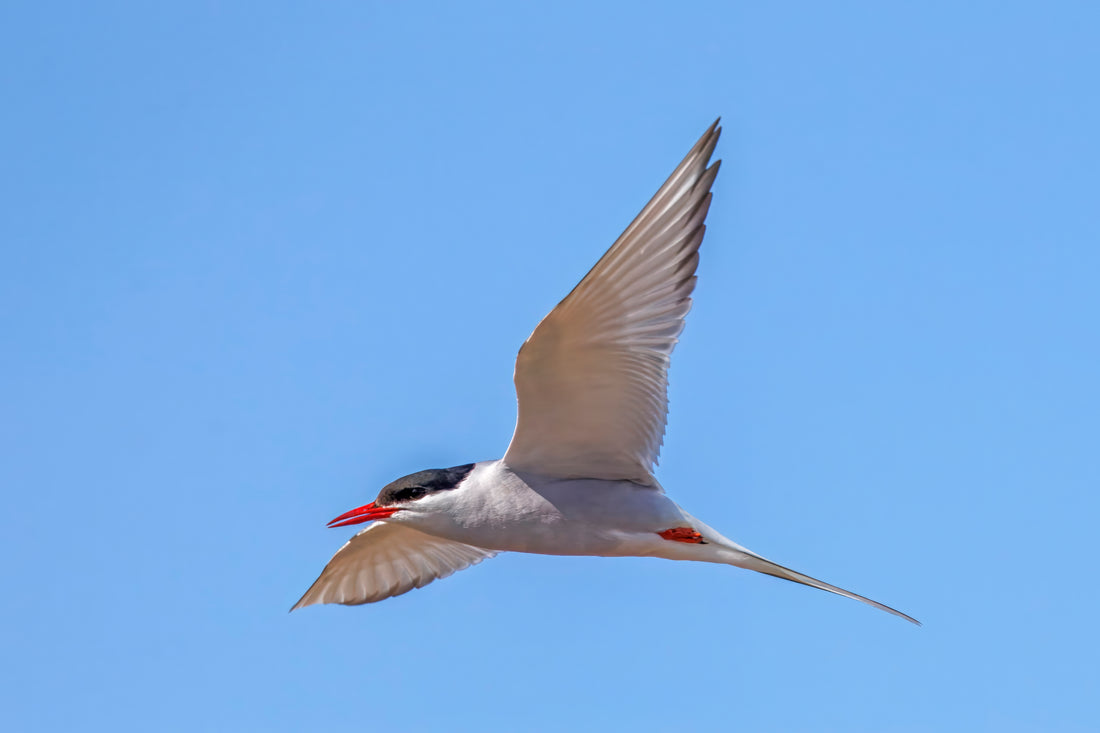 An Arctic tern in flight against a blue sky, red bill open