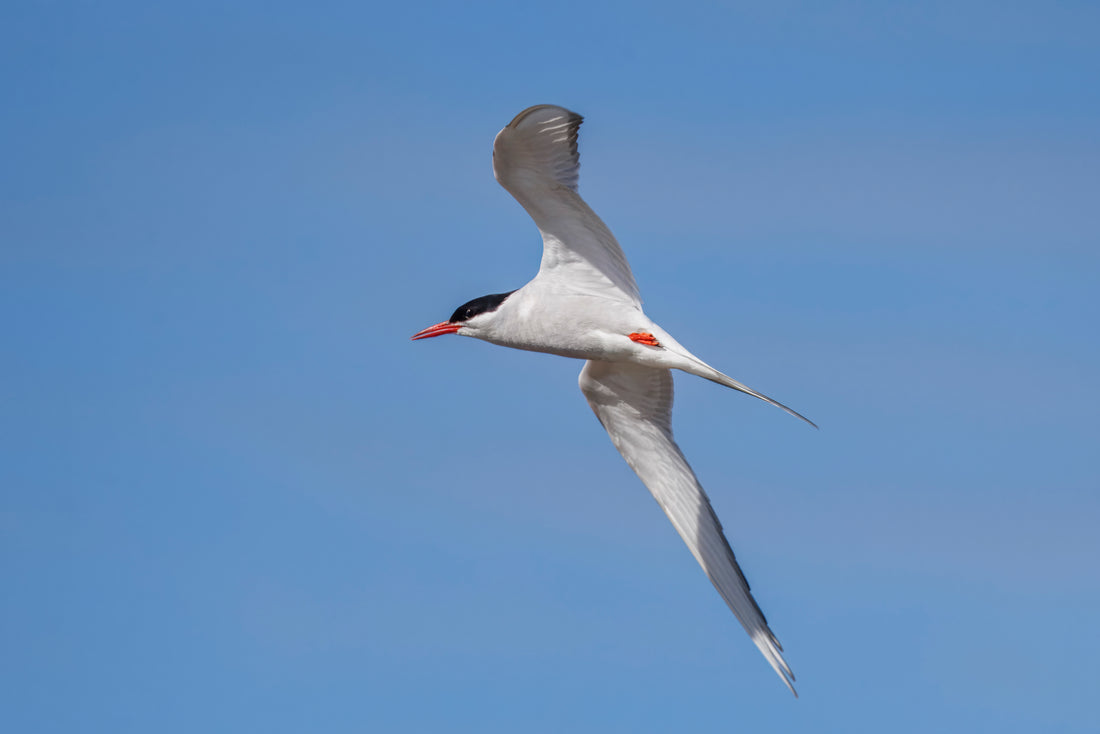An Arctic tern gliding with wings raised against a blue sky