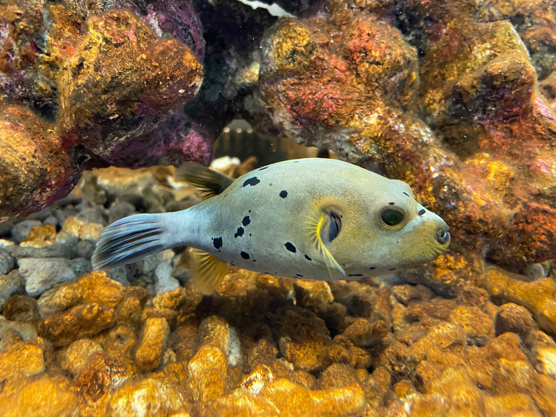 A blackspotted pufferfish swimming over rocks