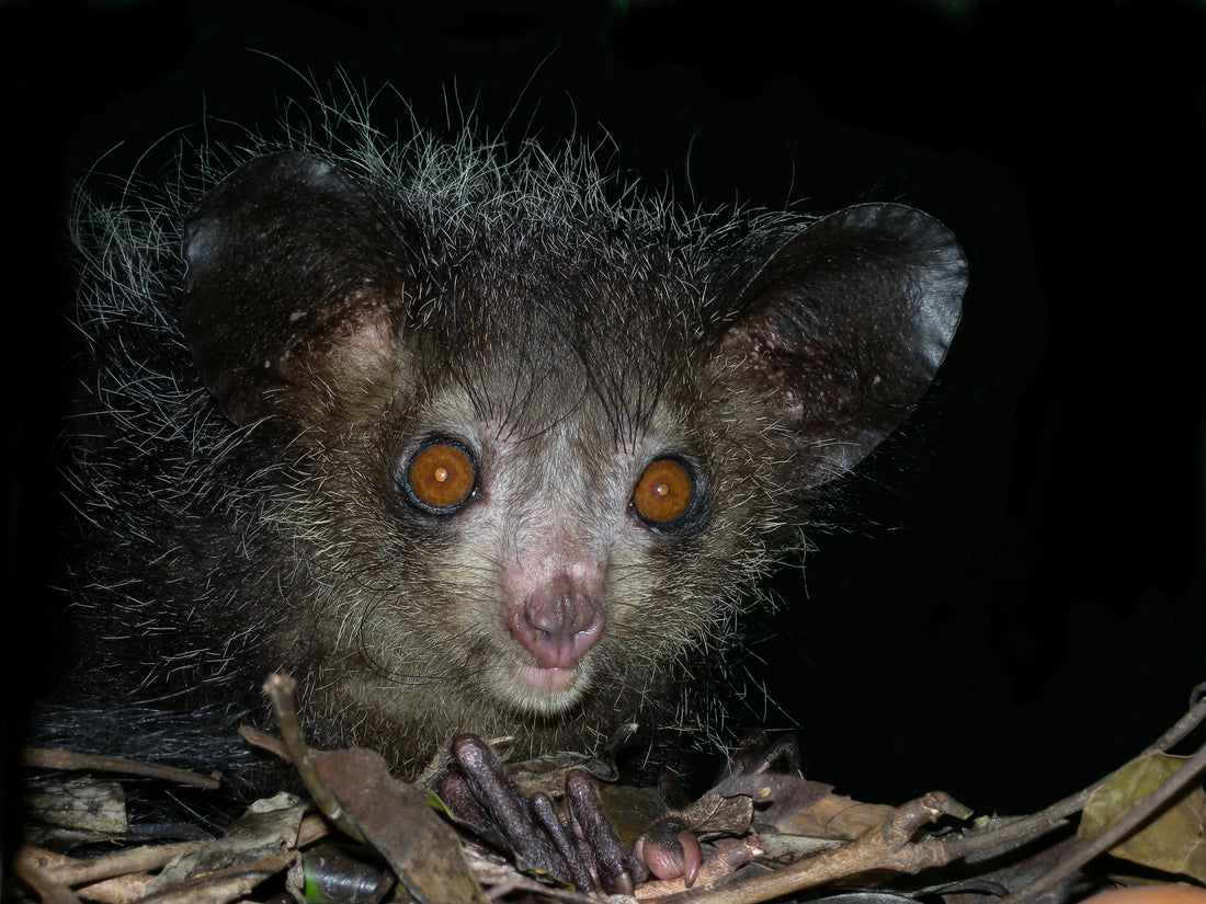 An aye-aye with large ears and eyes, Madagascar