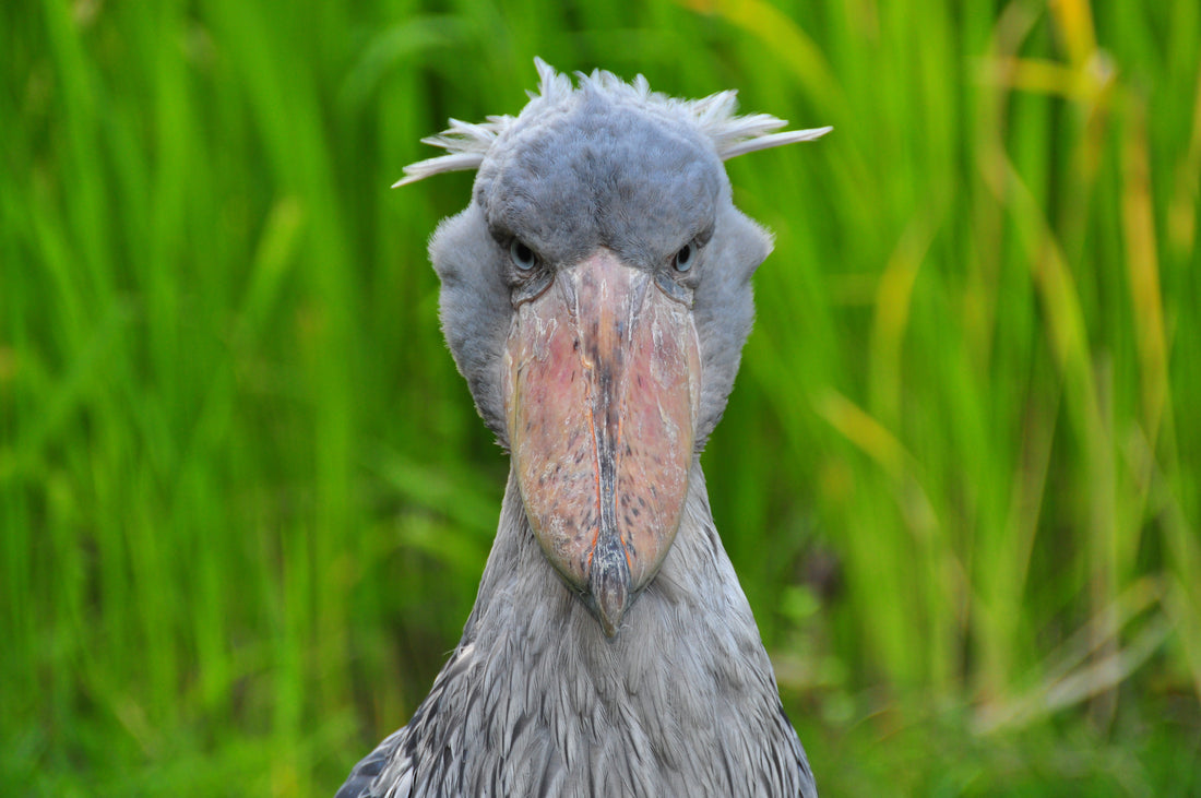 A shoebill standing with its huge clog-shaped bill