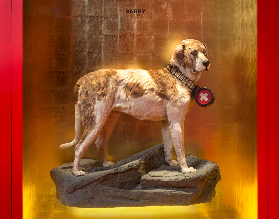 Barry the rescue dog, preserved at the Natural History Museum of Bern
