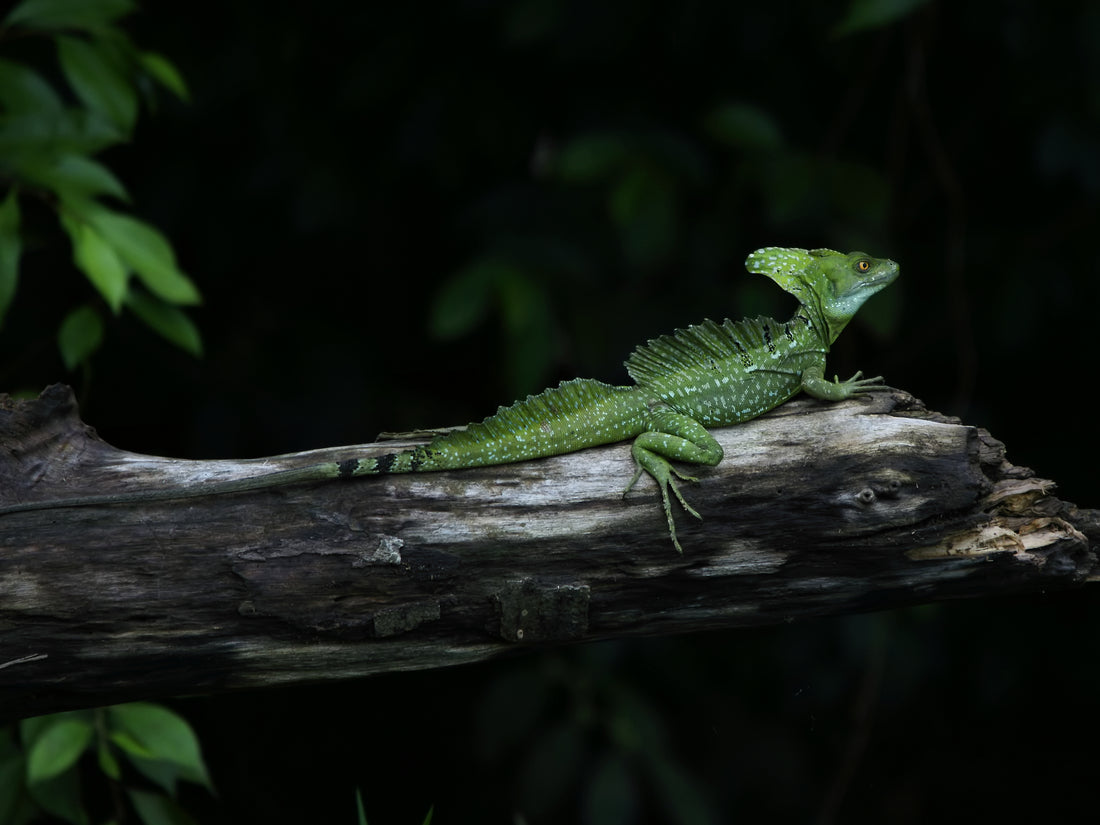 A green plumed basilisk lizard with its tall head crest, resting on a branch in Costa Rica