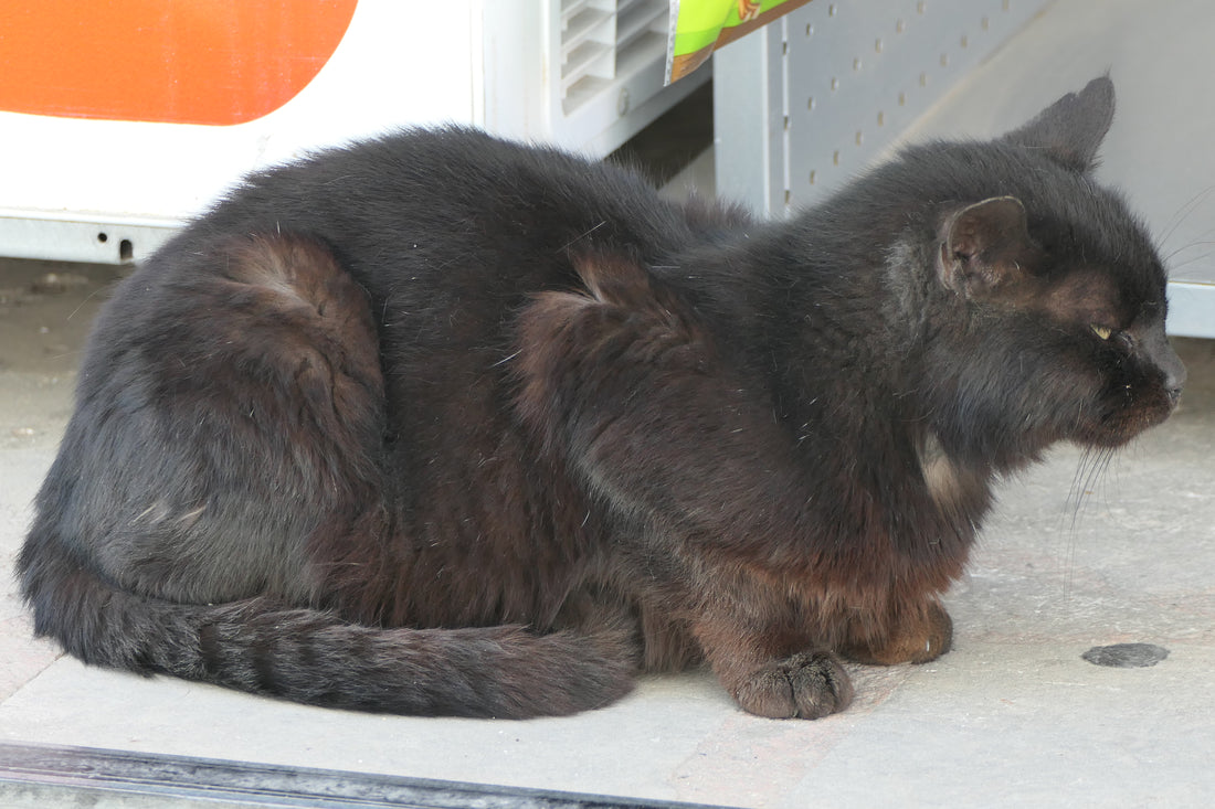 A black cat sitting outdoors in Sitia, Crete