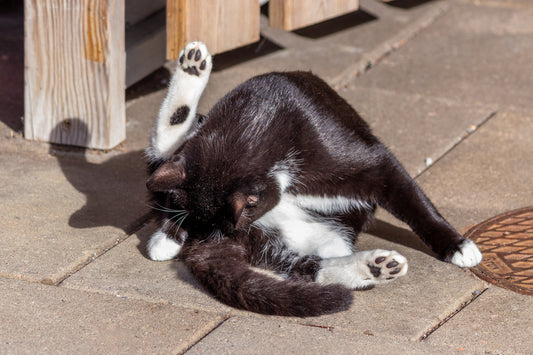 Cat grooming itself
