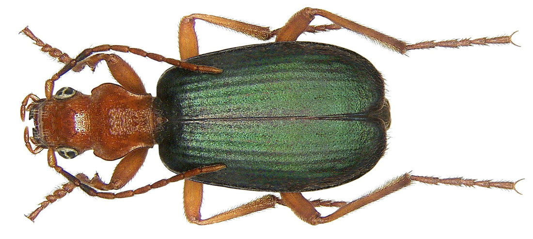 A bombardier beetle, Brachinus crepitans, with orange head and blue-black wing covers