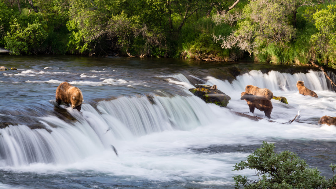 Brown bears fishing for salmon at Brooks Falls, Katmai National Park, Alaska