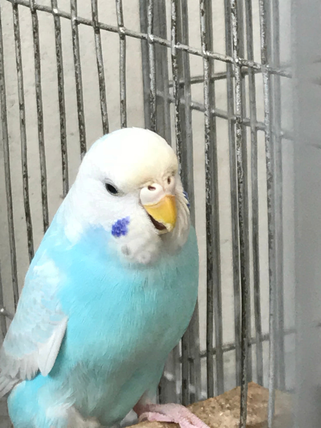 Budgie parakeet perched on a branch