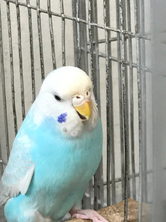 Budgie parakeet perched on a branch