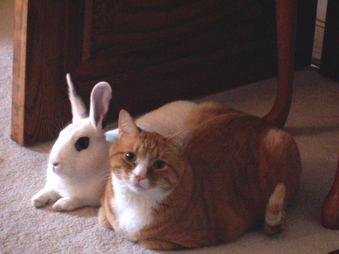 Rabbit in a spacious habitat