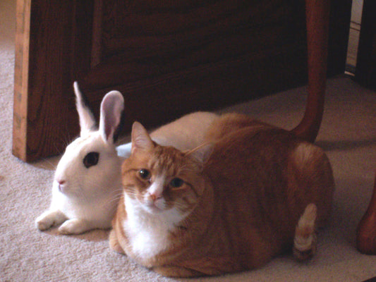 Rabbit in a spacious habitat