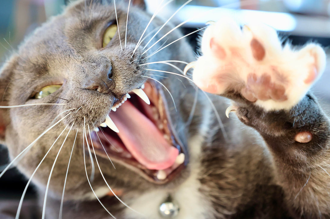 Cat with mouth open showing teeth