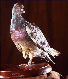 Cher Ami the WWI carrier pigeon at the Smithsonian