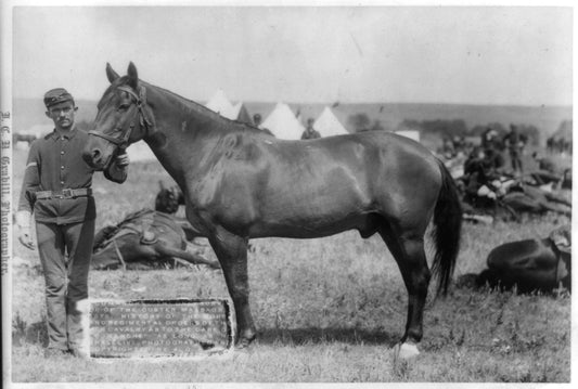 Comanche, the horse who survived the Battle of Little Bighorn, photographed by John C. H. Grabill in 1887
