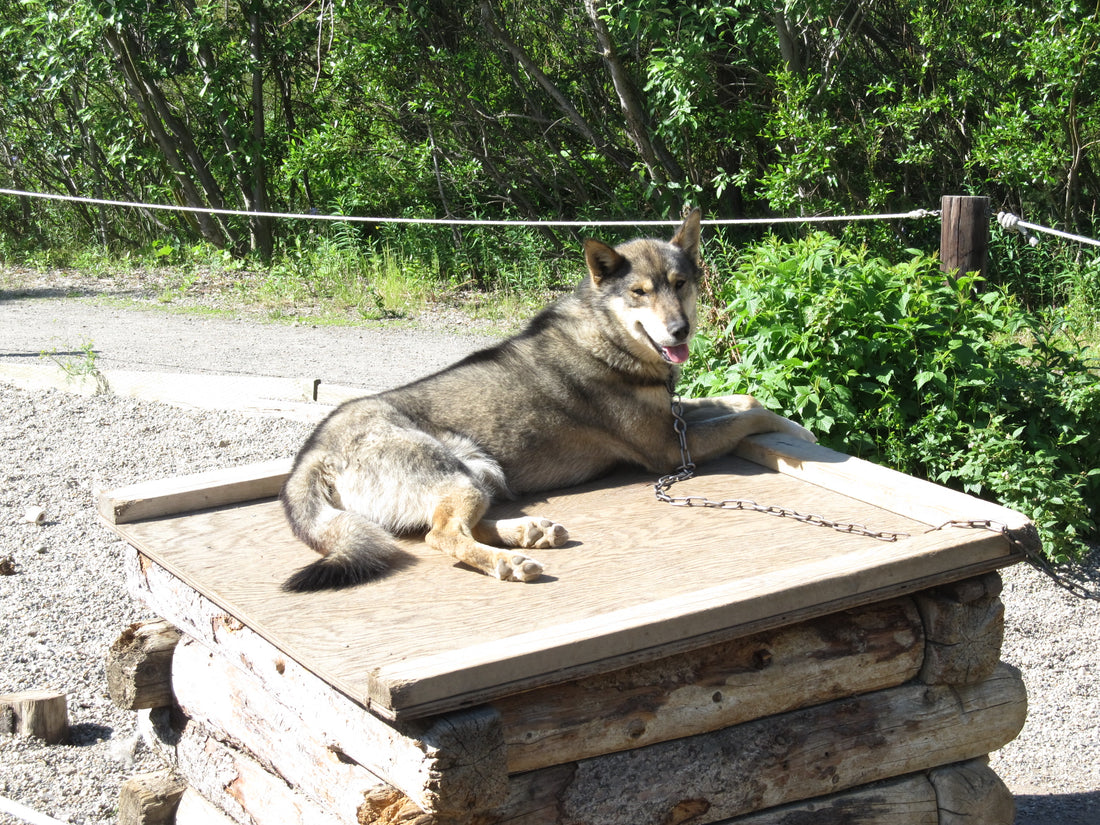 An Alaskan husky at the Denali National Park sled dog kennels