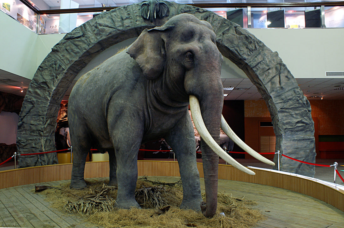 Lin Wang, the Asian elephant, in his enclosure at Taipei Zoo