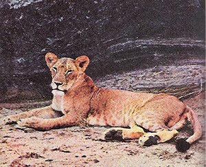 Elsa the lioness, the wild-raised predator at the center of the Born Free story by Joy and George Adamson
