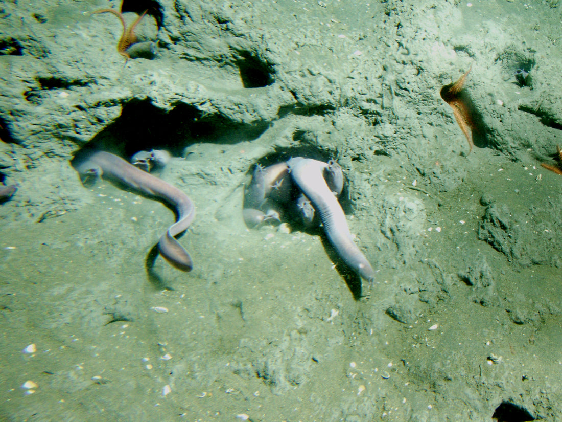 Pacific hagfish resting on the sandy sea floor