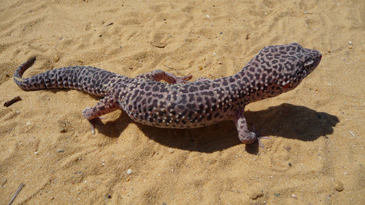 Leopard gecko in its habitat
