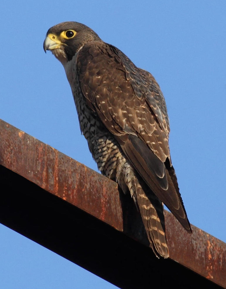 A peregrine falcon perched with its dark hood and barred chest visible
