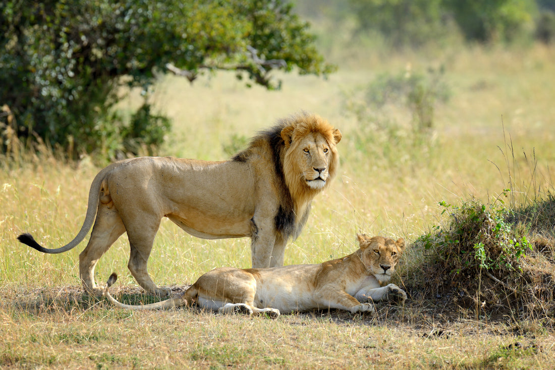 A male lion standing beside a resting lioness on the savanna