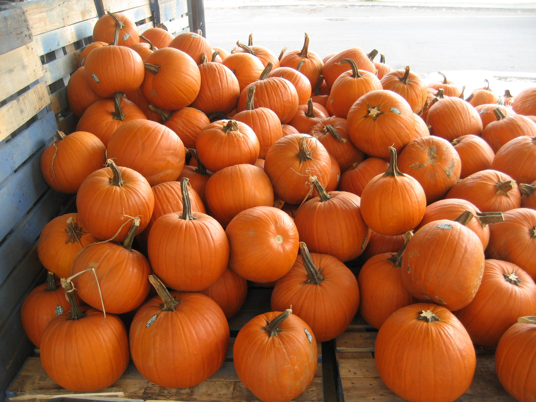 Orange pumpkins piled at a market