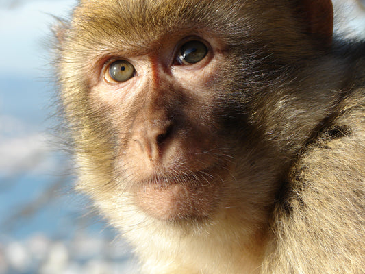 Close-up of a juvenile Barbary macaque on the Rock of Gibraltar, the only wild primate population in Europe