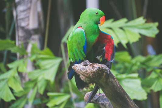 Parrot perched outside its cage on a play stand
