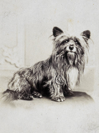 Greyfriars Bobby, the Skye Terrier who guarded his owner's grave in Edinburgh, photographed circa 1865