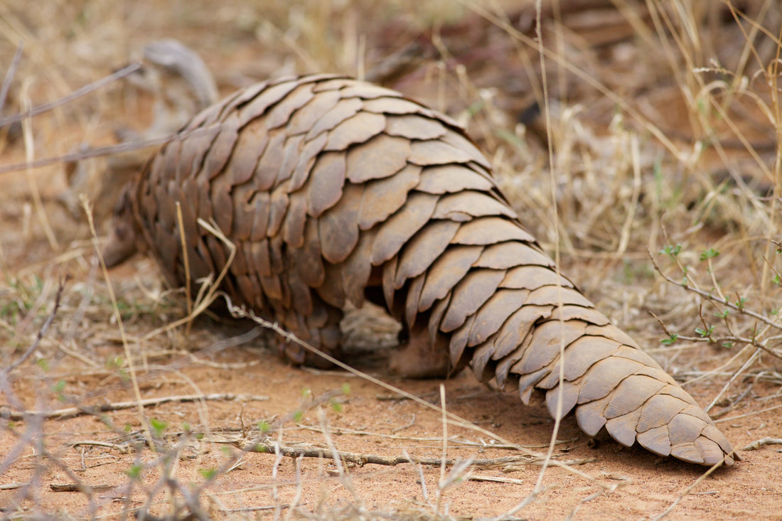 A Temminck's ground pangolin walking at Madikwe Game Reserve, South Africa
