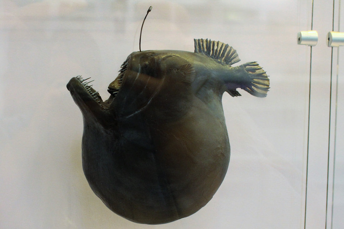 A preserved humpback anglerfish specimen with its lure on top of its head