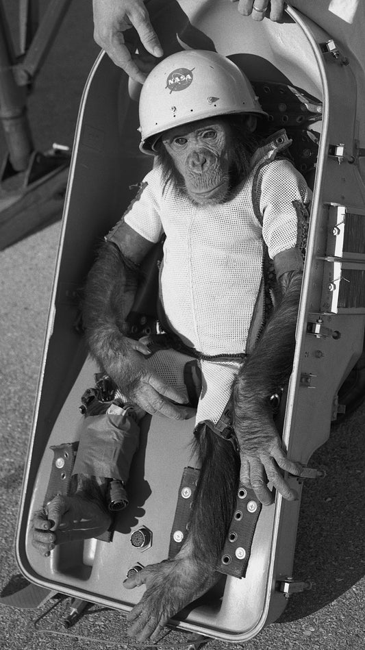 Ham the chimpanzee in January 1961, just before his suborbital spaceflight aboard Mercury-Redstone 2