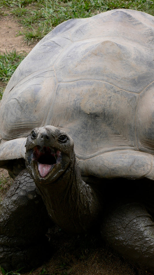 Harriet the tortoise at Australia Zoo in 2006, estimated age 175 years