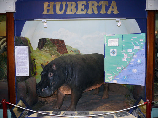 Huberta the hippo on display at the Amathole Museum
