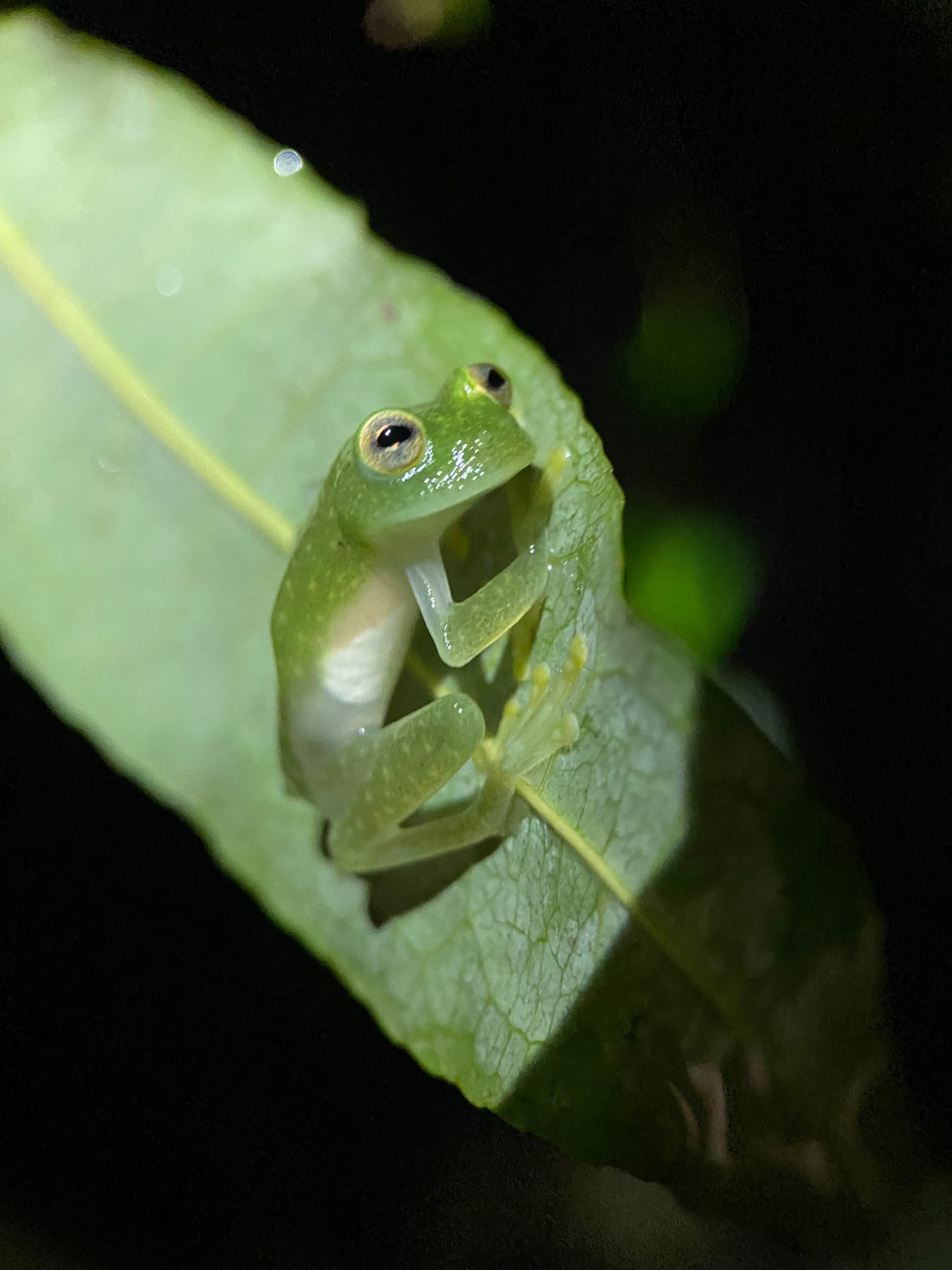A northern glass frog on a leaf, its translucent skin showing green and white