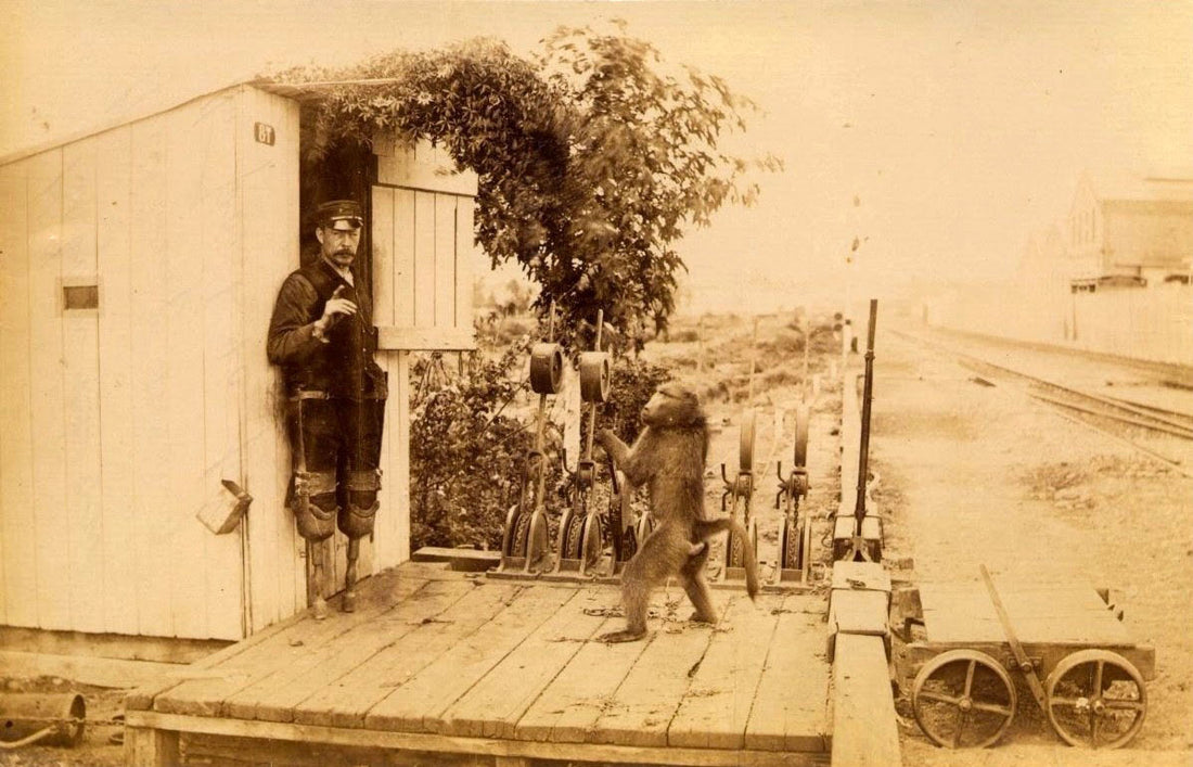 Jack the baboon working the signal levers beside James Wide at Uitenhage, 1880s