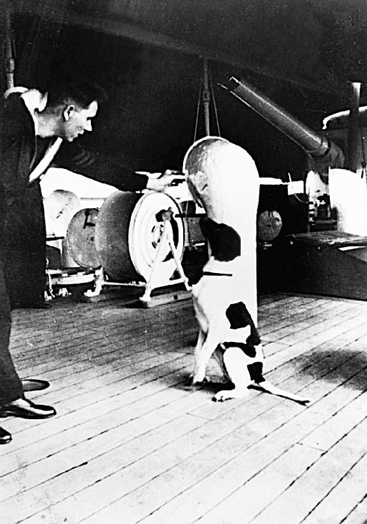 Judy the English Pointer, WWII prisoner of war
