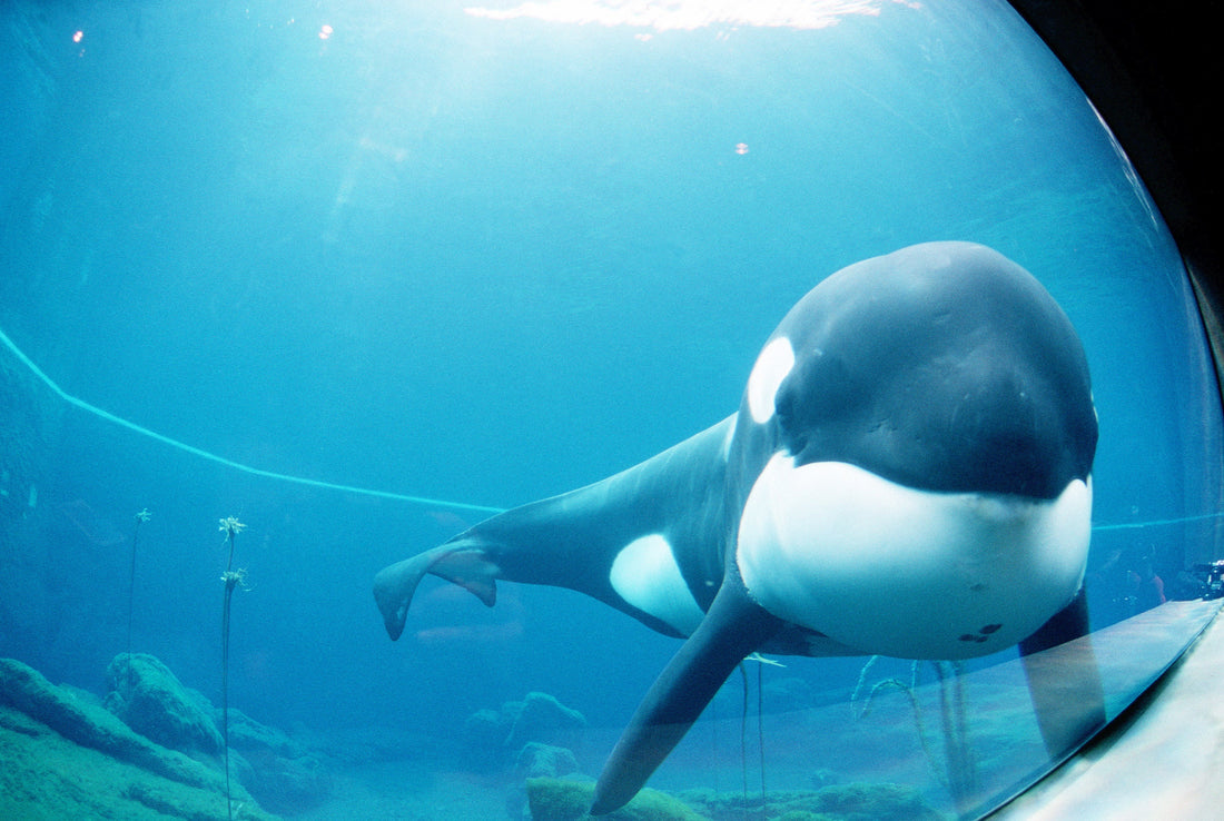 Keiko the orca whale