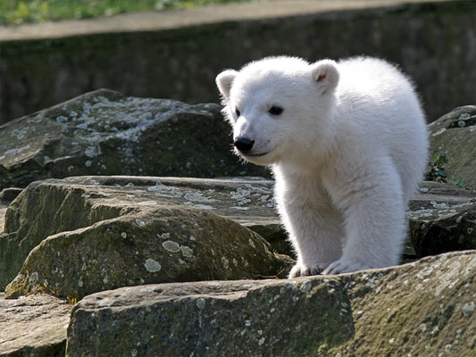 Knut the polar bear at Berlin Zoo in 2007, the hand-raised cub who became a worldwide sensation