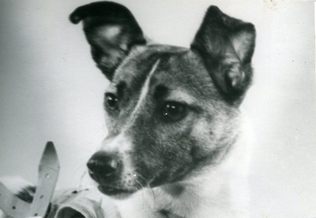 Laika the Soviet space dog, photographed in 1957 before her launch aboard Sputnik 2