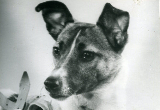 Laika the Soviet space dog, photographed in 1957 before her launch aboard Sputnik 2